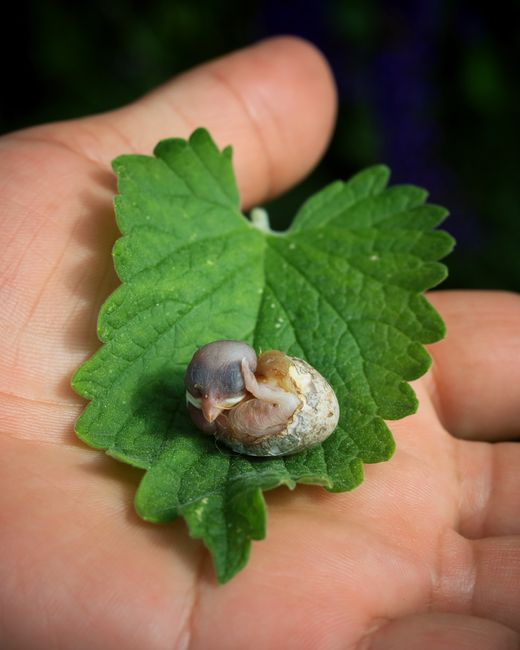 A close-up of a fresh green leaf with a serrated edge, held in a person's hand, displaying a developing insect pupa resting on the leaf's surface. The background is blurred, highlighting the detailed