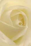 This close-up draws the viewer gently into the very heart of a creamy white rose-a bloom crafted with devotion by hands that know the rhythm of Colney Hatch. The soft spiral of each petal invites a sense of calm discovery, the surface almost feather-light as though dusted by dew from a quiet morning walk through the village's green spaces. Pale ivory unfolds into creamy shadows, producing a serene luminosity that feels at once intimate and uplifting. Each subtle curve catches the soft, natural light found along the paths near Muswell Hill, hinting at stories of new beginnings and heartfelt gestures. The gentle contrasts and barely-there shadows between petal folds lend depth and quiet drama, mirroring the peaceful ambience cherished by the local community. Sensory notes of a sweet, elusive fragrance seem to drift from the image, conjuring memories of thoughtful bouquets prepared for remembrance, admiration, or the marking of special moments in Colney Hatch. Every aspect-the purity, the graceful arrangement, the ethereal light-celebrates the sensitivity and artistry behind choosing such a flower for a meaningful occasion, made all the more personal by its local origins.